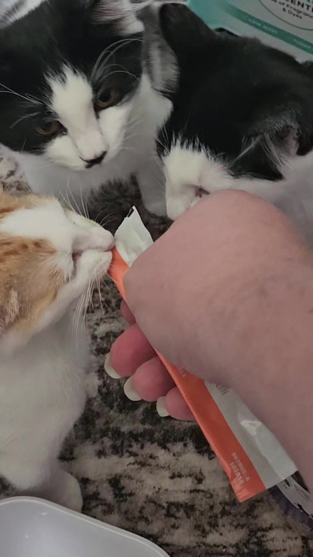 @UtahCatTrapper