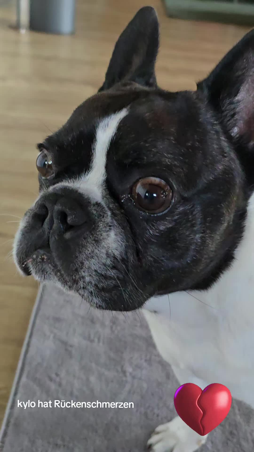 @Kylo und Samy 💙💙🐶🐕🍀🍀