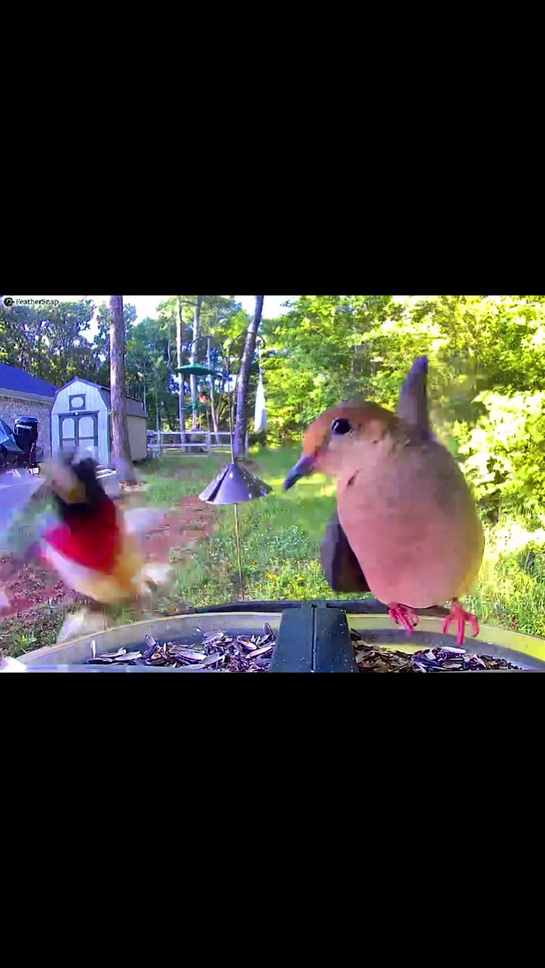 @Dobie/ Chicken Mom, & Bird ❤️r