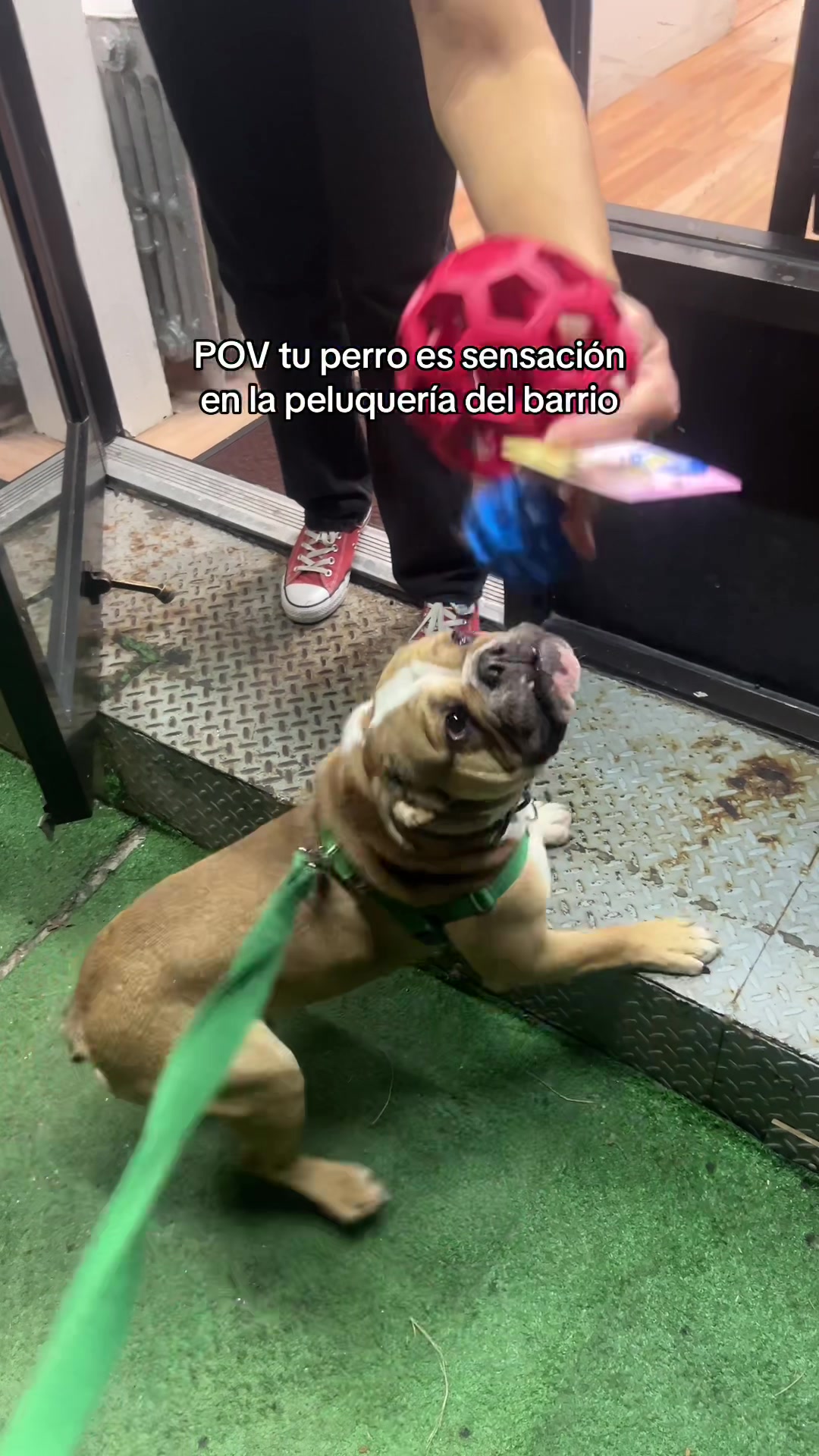 @cachorra