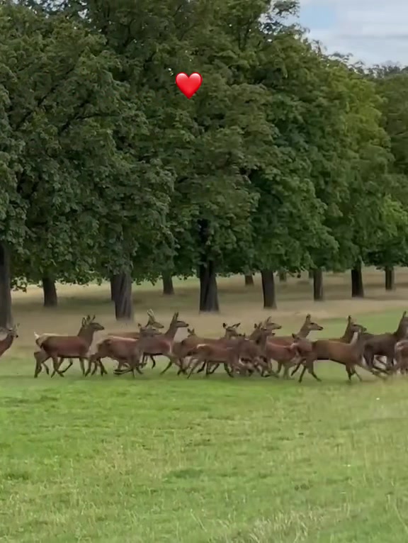@🦅 AULAKH SAAB ✅