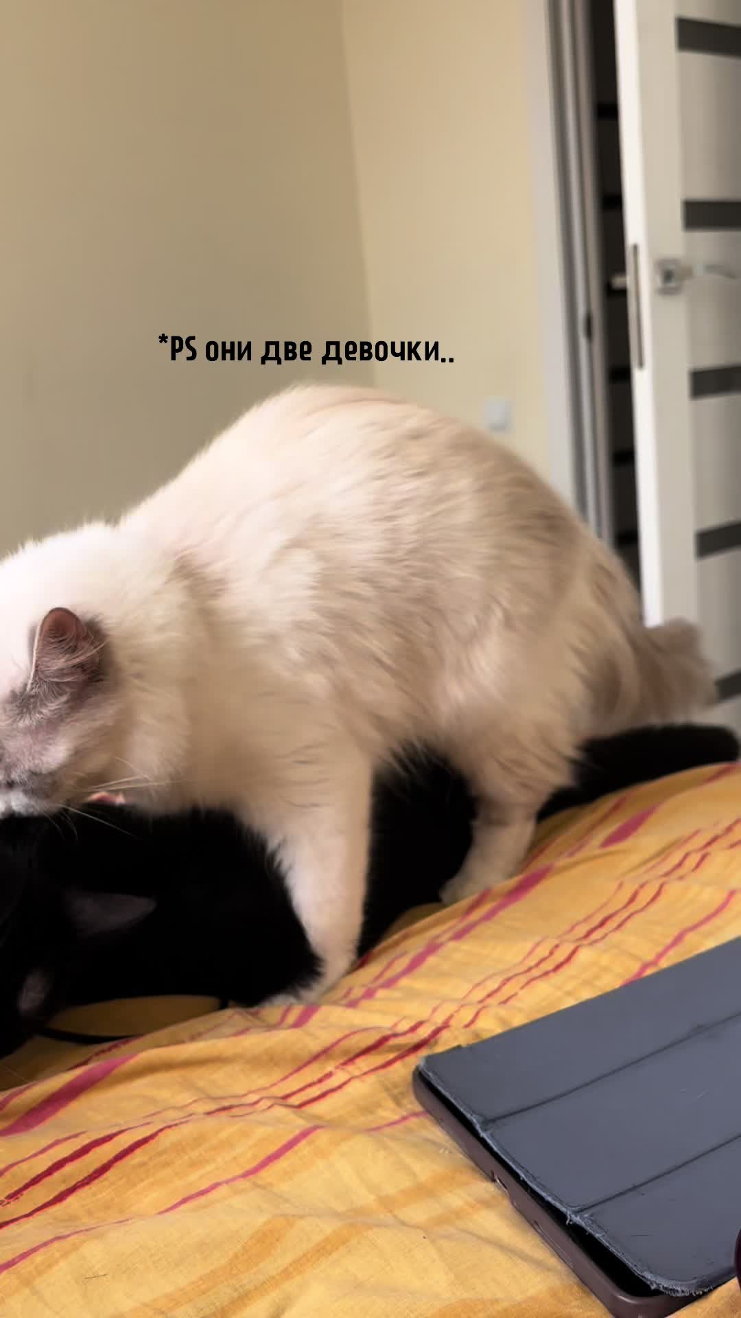 @Камила