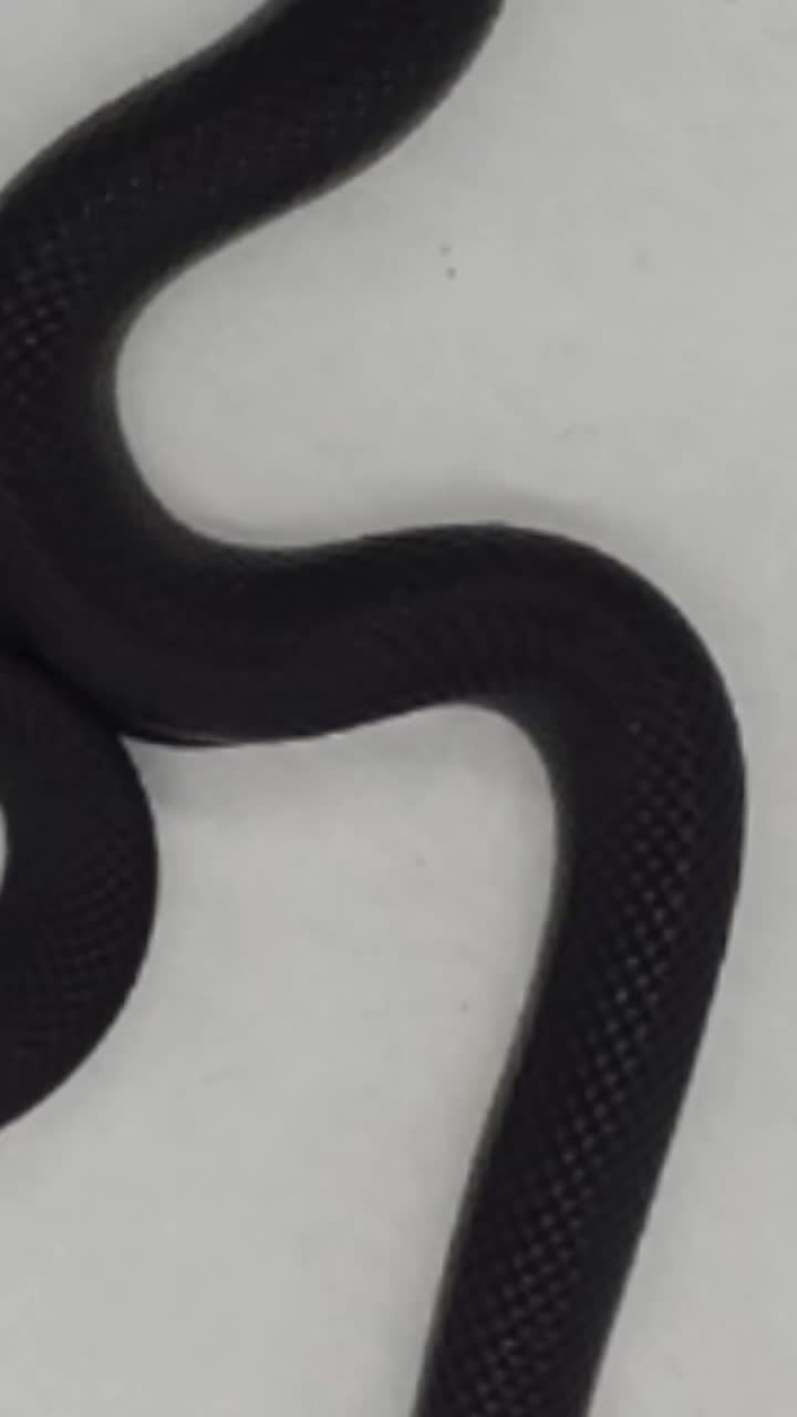 @TheReptileCompanyofWisconsin