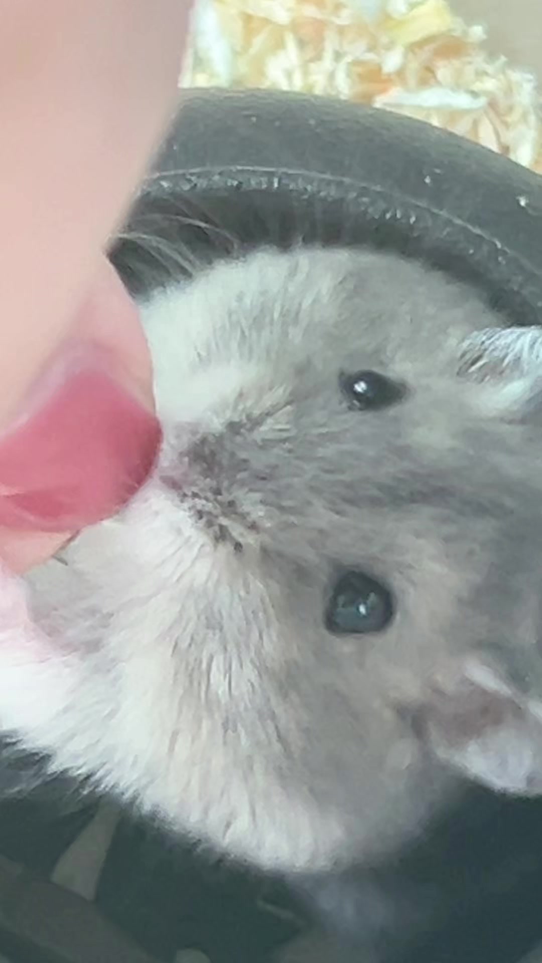@๐๐๐๐โจ
