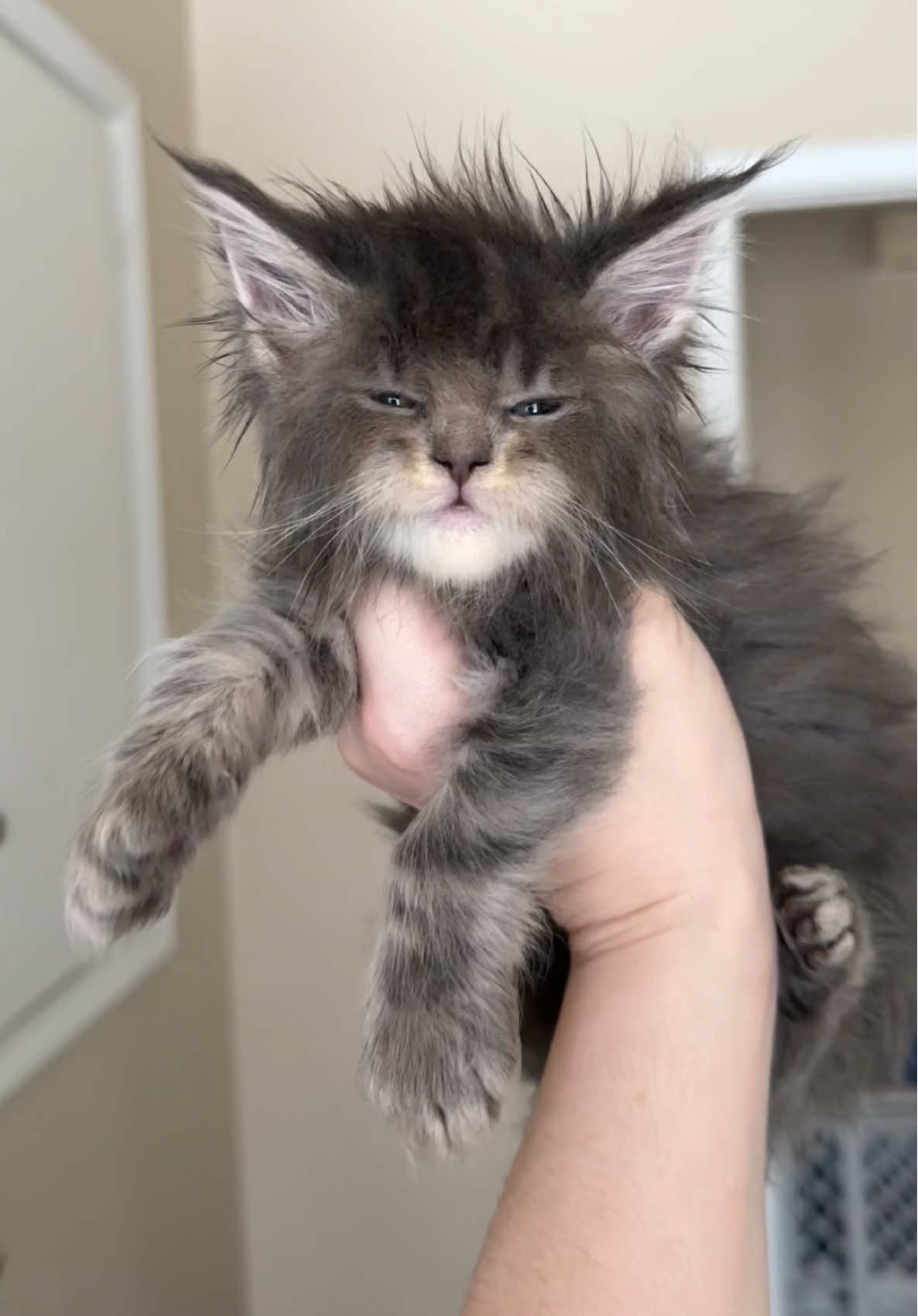 @Mossy Cottage Maine Coons 🌙