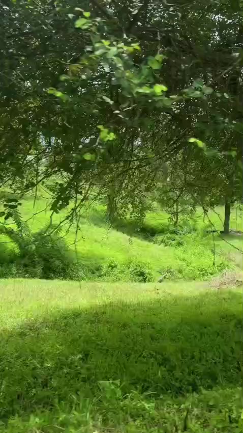 @Haneefa.NV