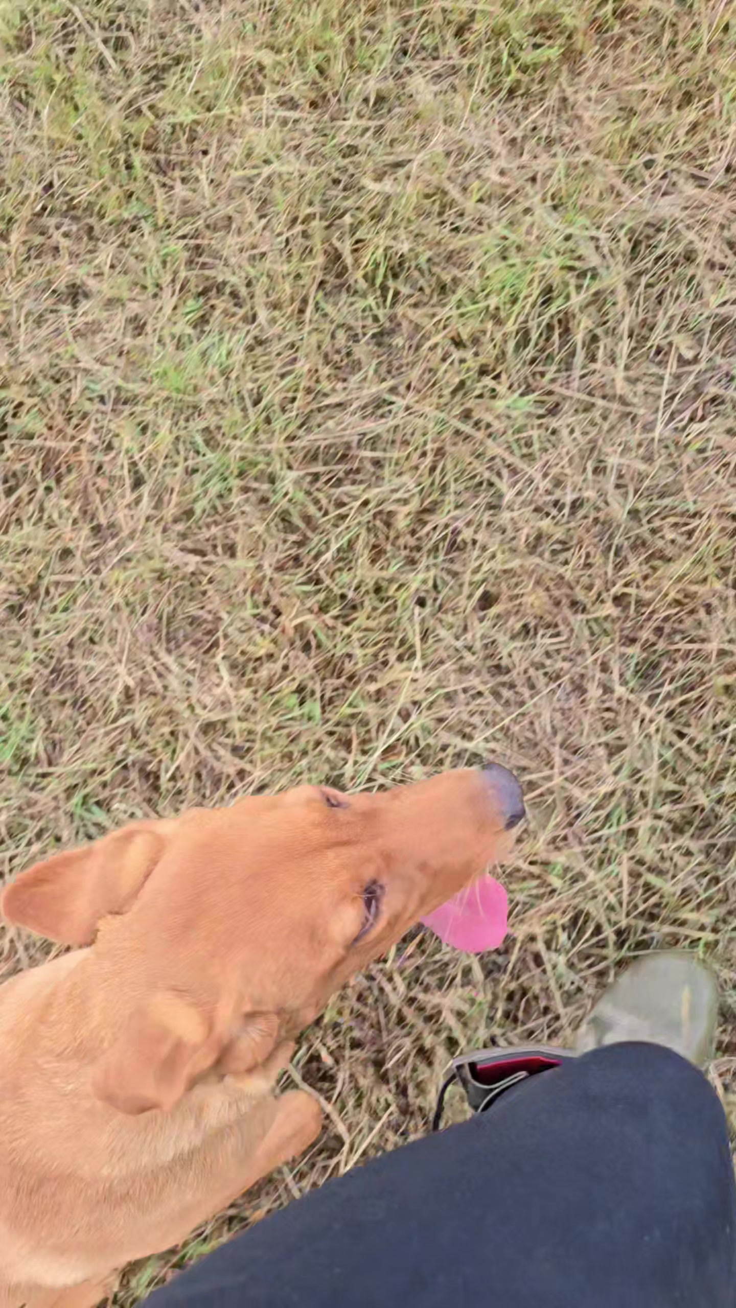 @MillHillGundogs