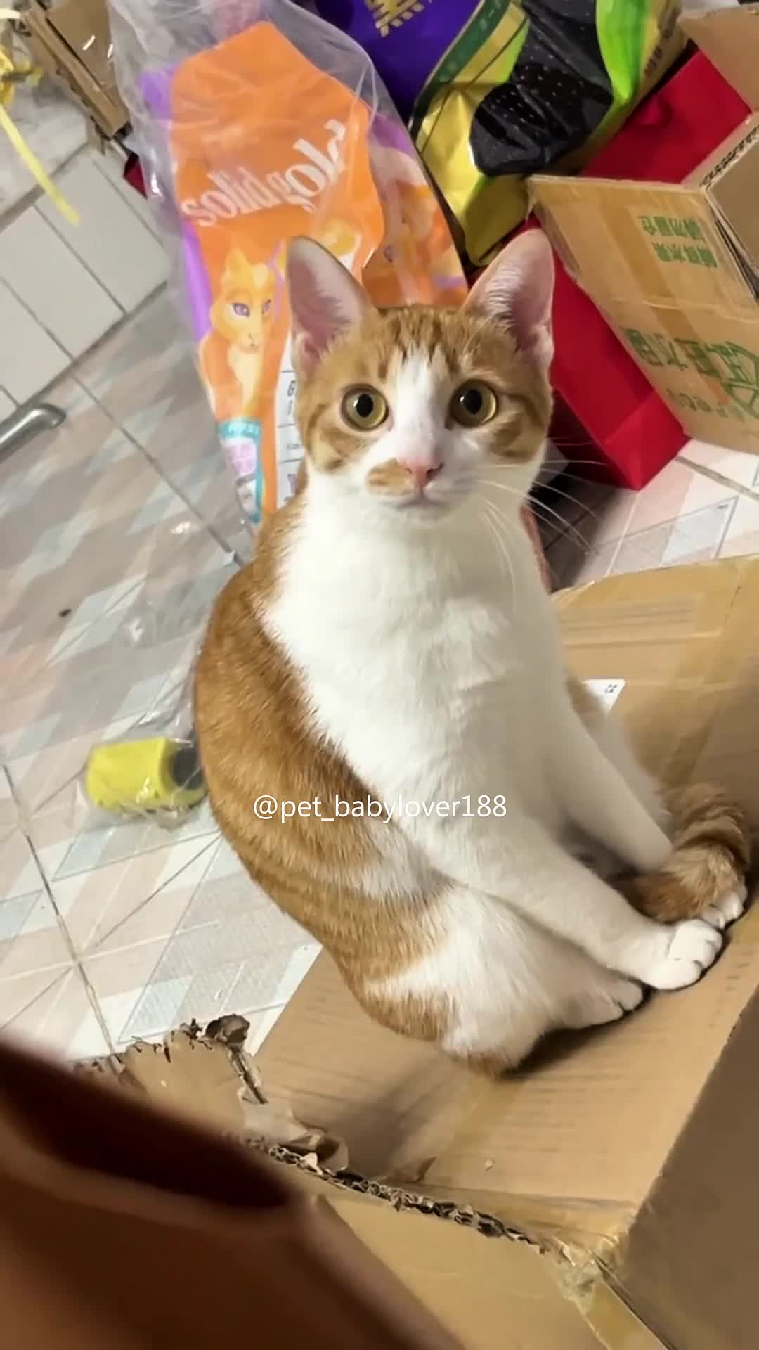 @Pet_babylover188