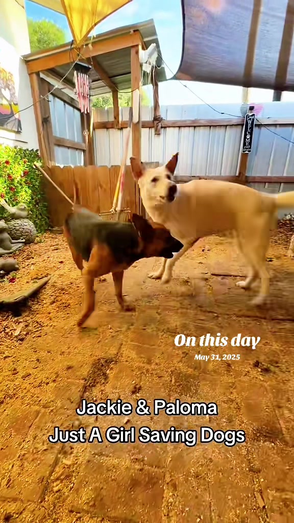 @Just A Girl Saving Dogs