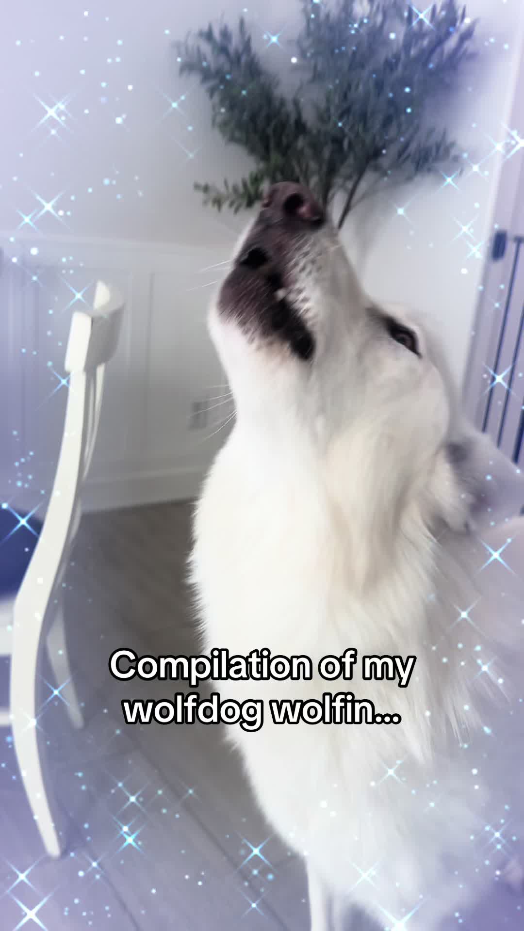 @Loki the Flame Keeper 🐺