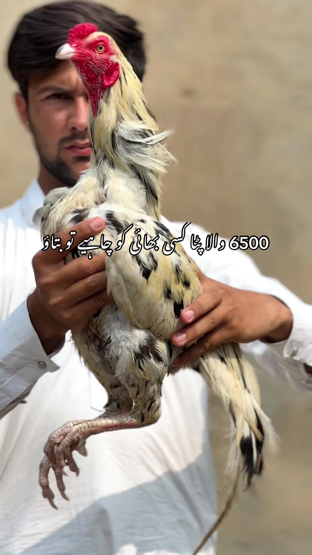 @Professionalaseelbirds2