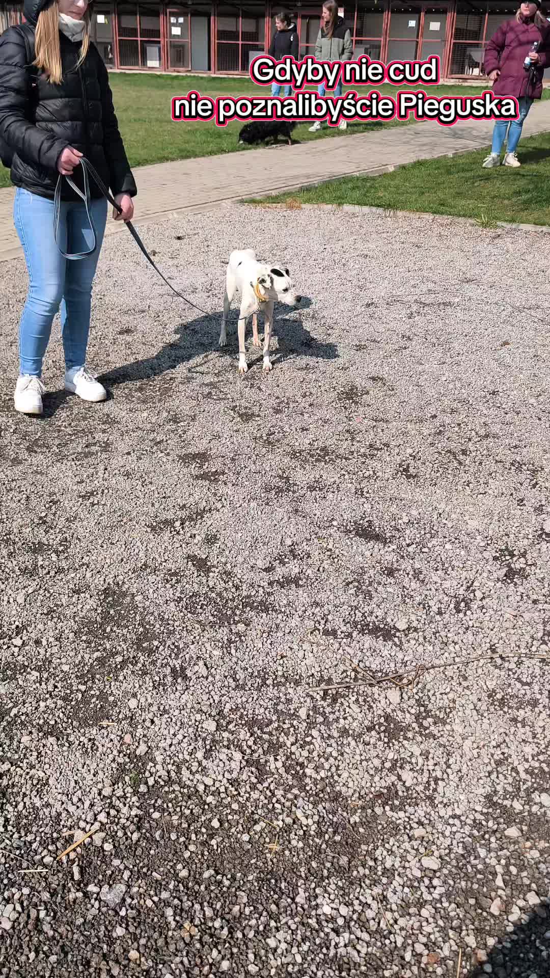 @Bezdomniaki_ze_śląska