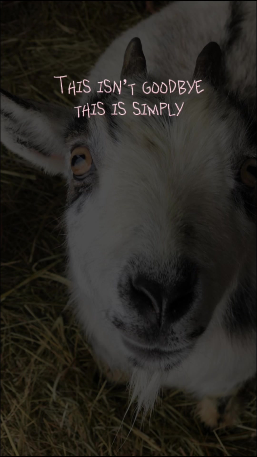@Goat girl