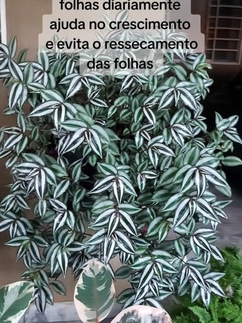 @quintalverde