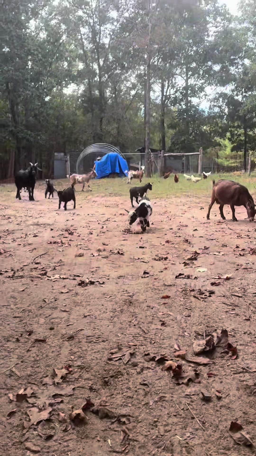 @Gray Acres Homestead