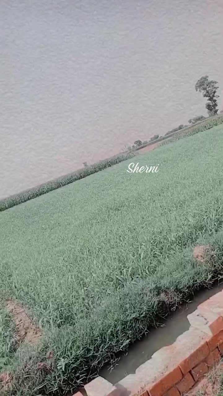 @༄𝐒𝐇𝐄𝐑𝐍𝐈ღ
