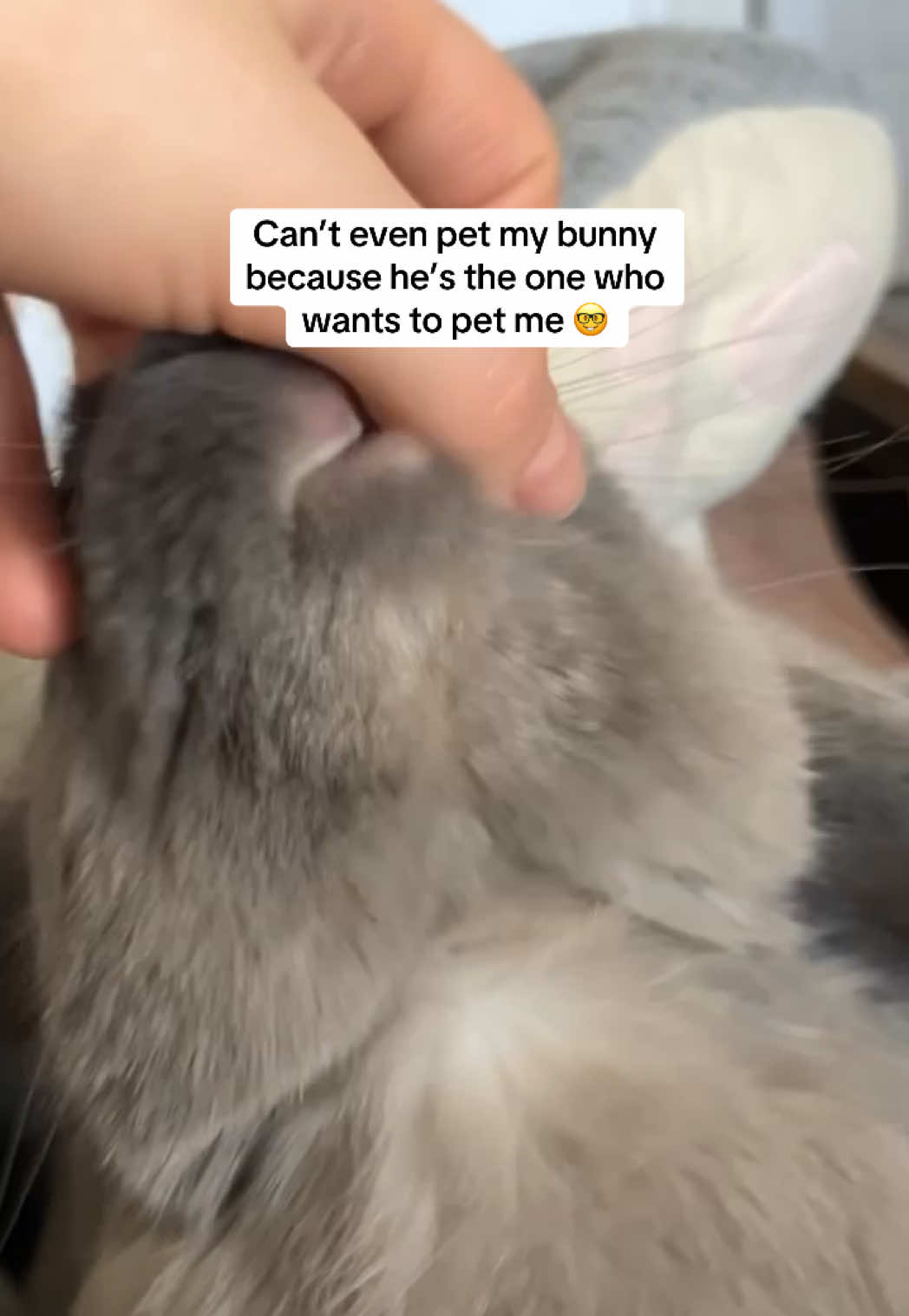 @Buzz the Bunny