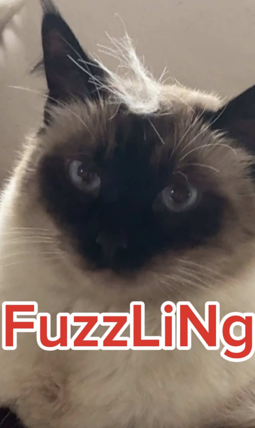 @Merv The Cat