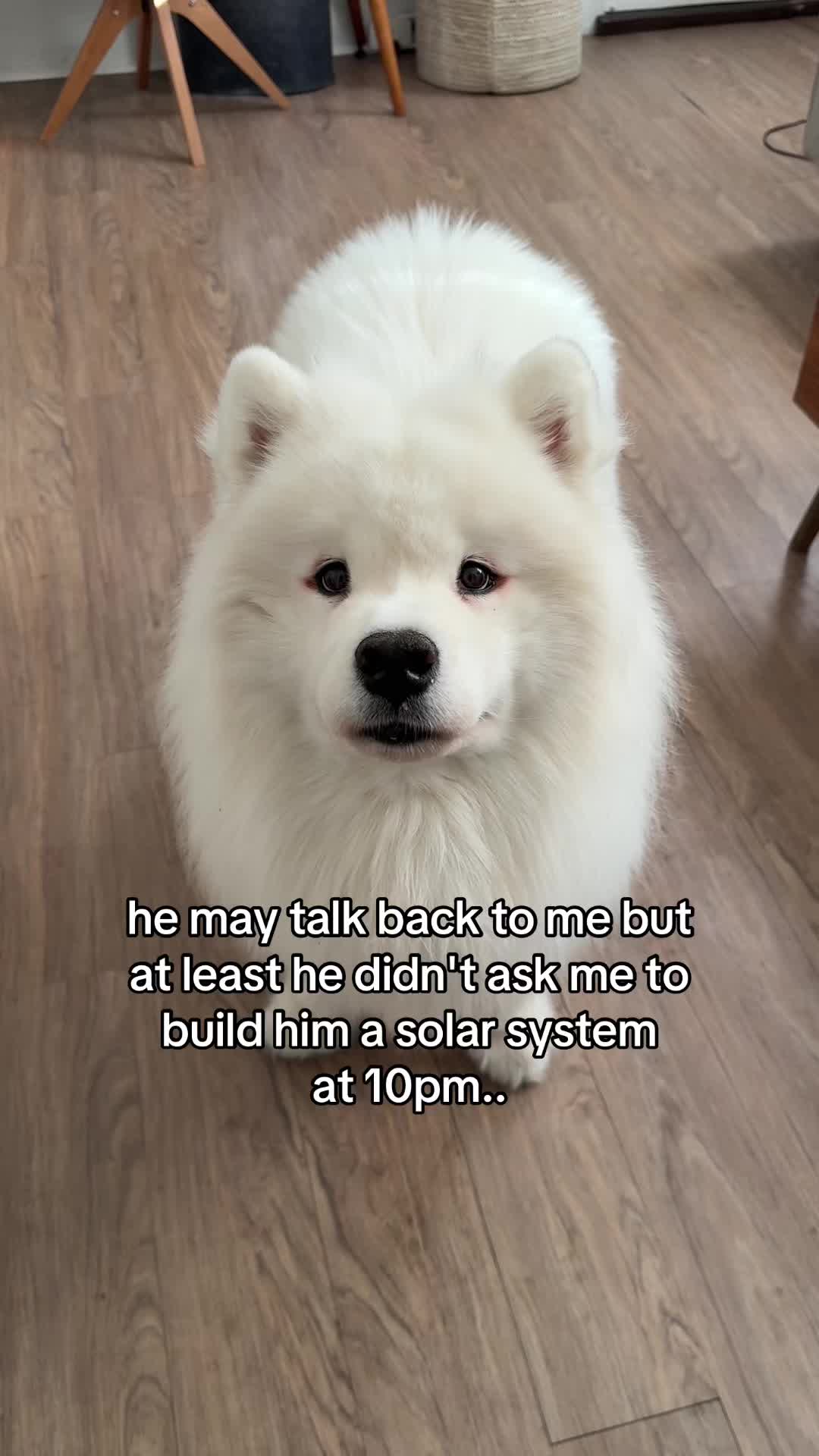 @Biff the Samoyed
