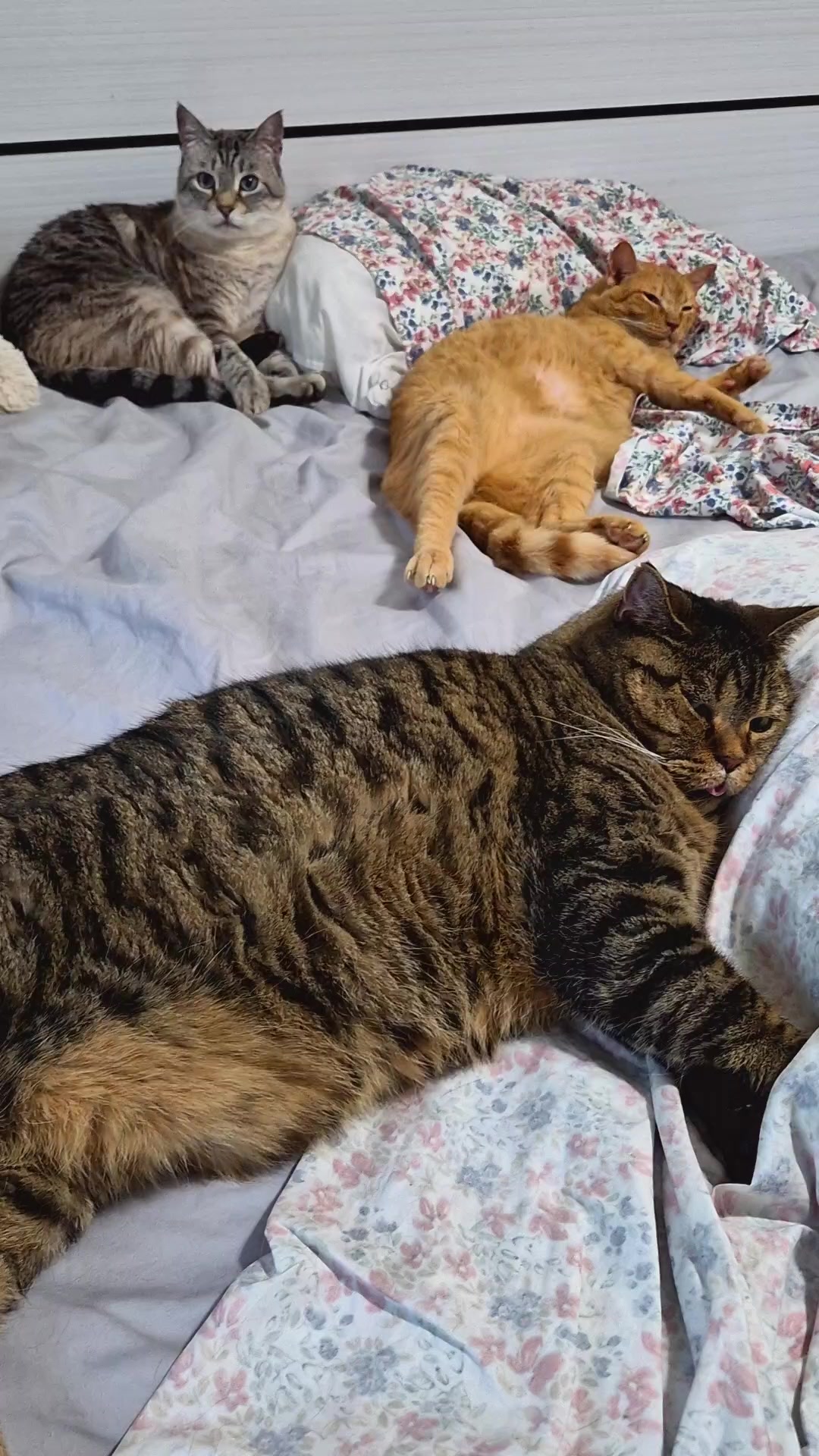 @wonderwoman Cats