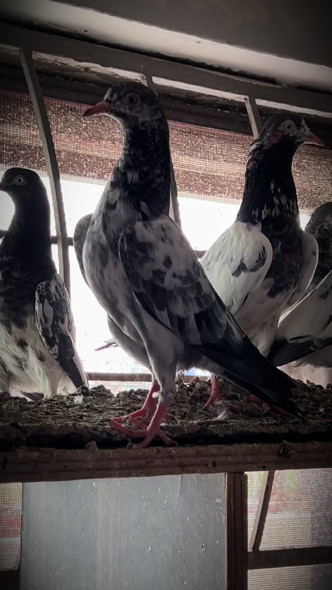 @The Best Pigeons