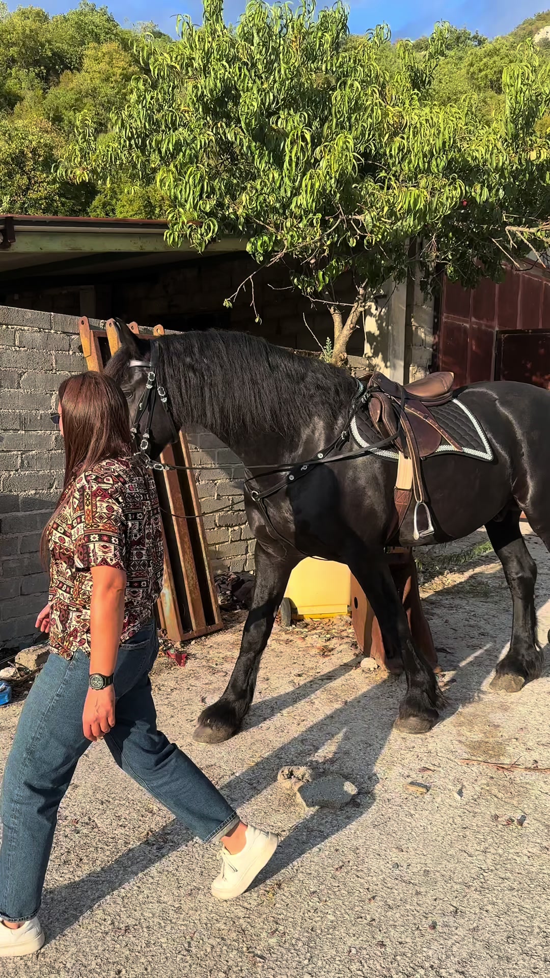 @black_the_friesian