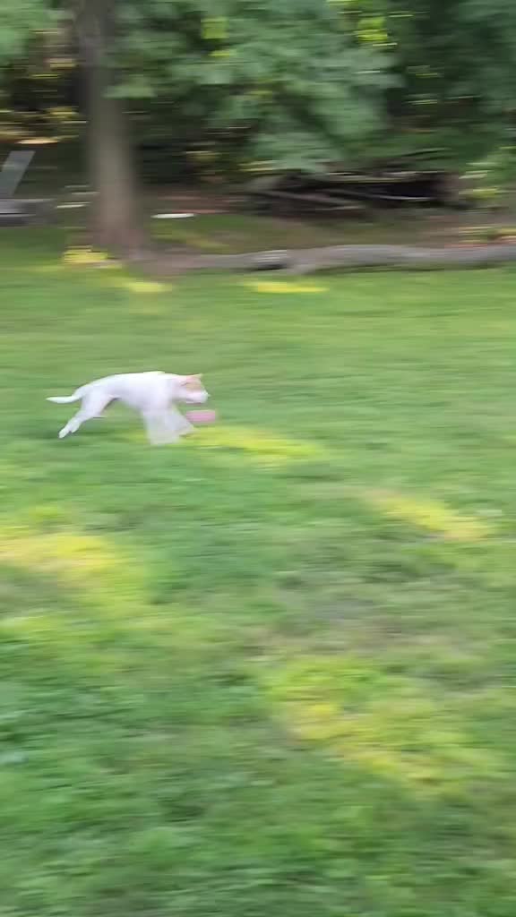 @Sproutie 🐶
