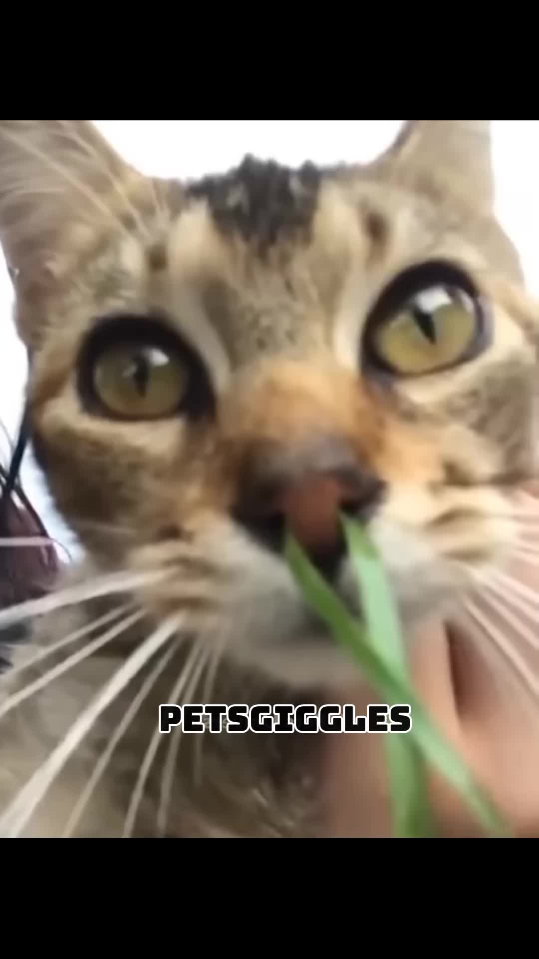 @Pets Giggles