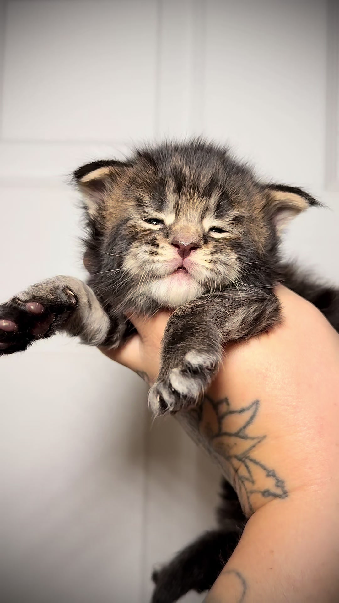 @MidwestGiantsMaineCoonCattery