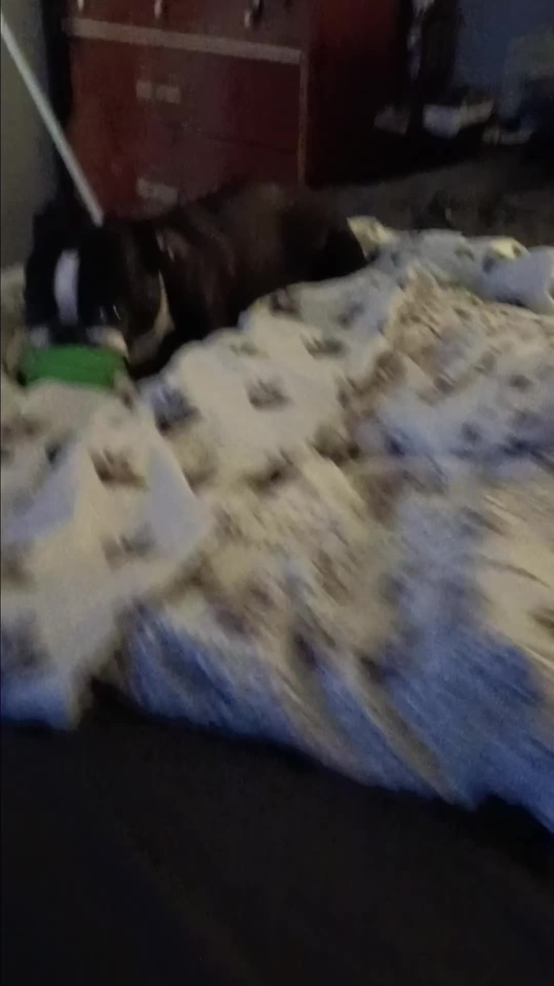@Ruby the Boston Terrier-G7