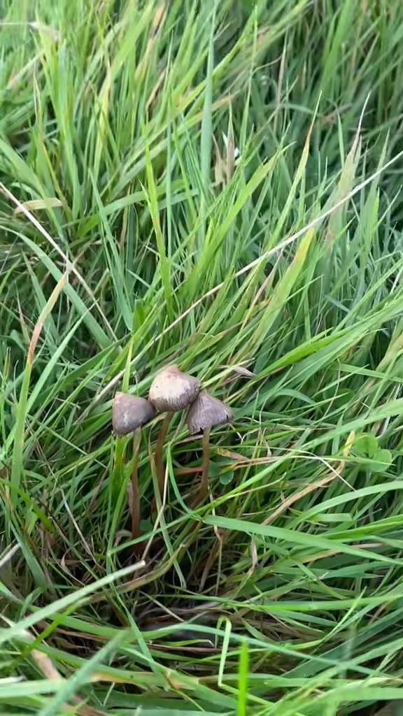 @MementoMushroom