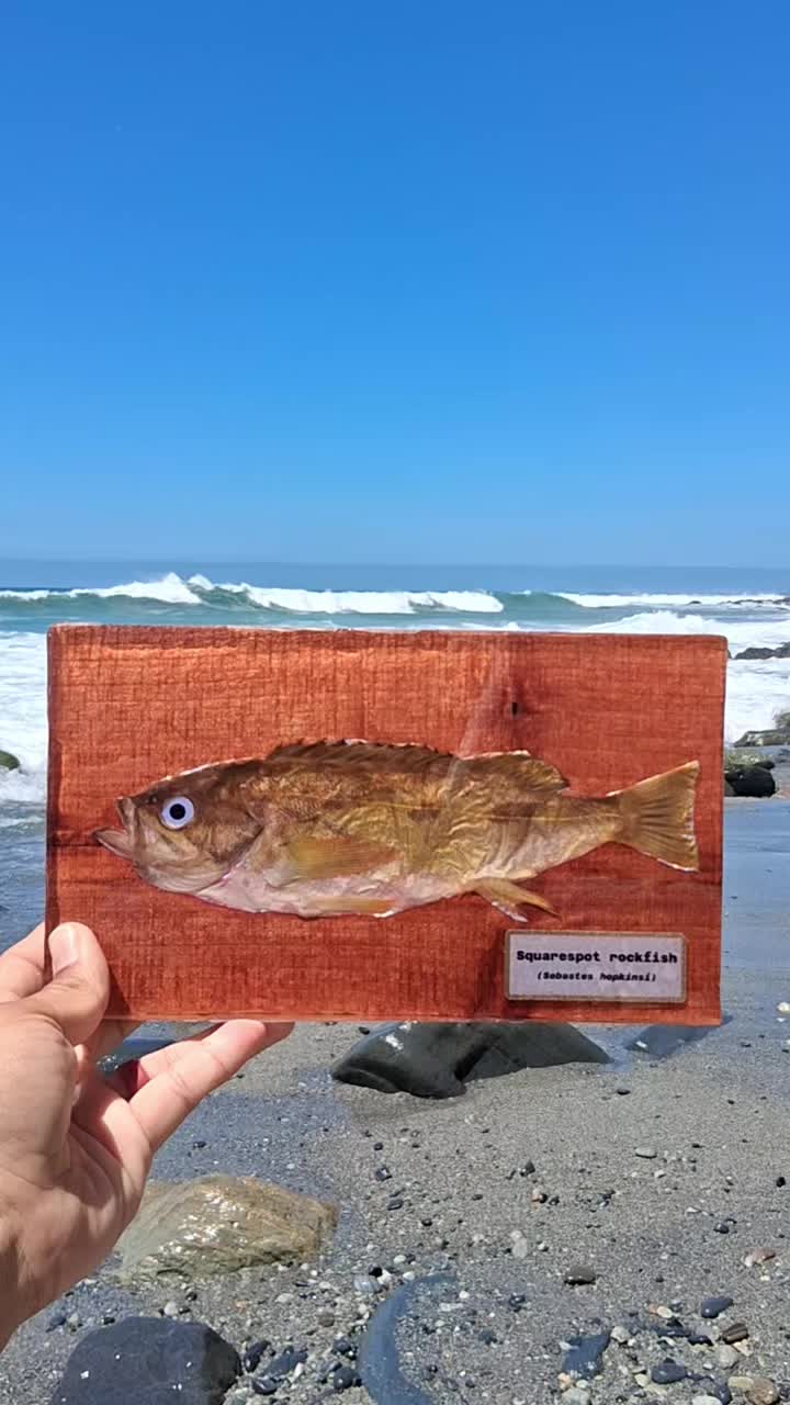 @Fish Skin Lures