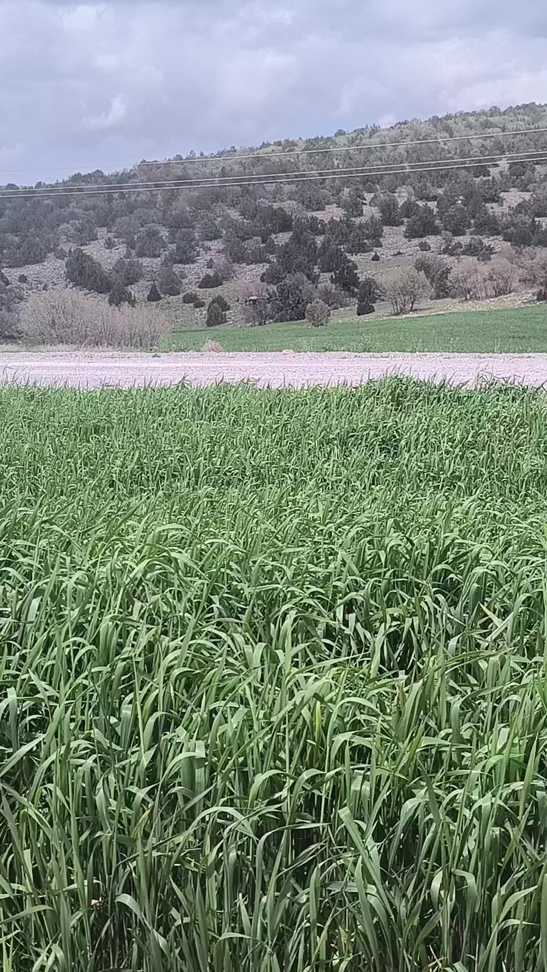 @Birgül Şen 03