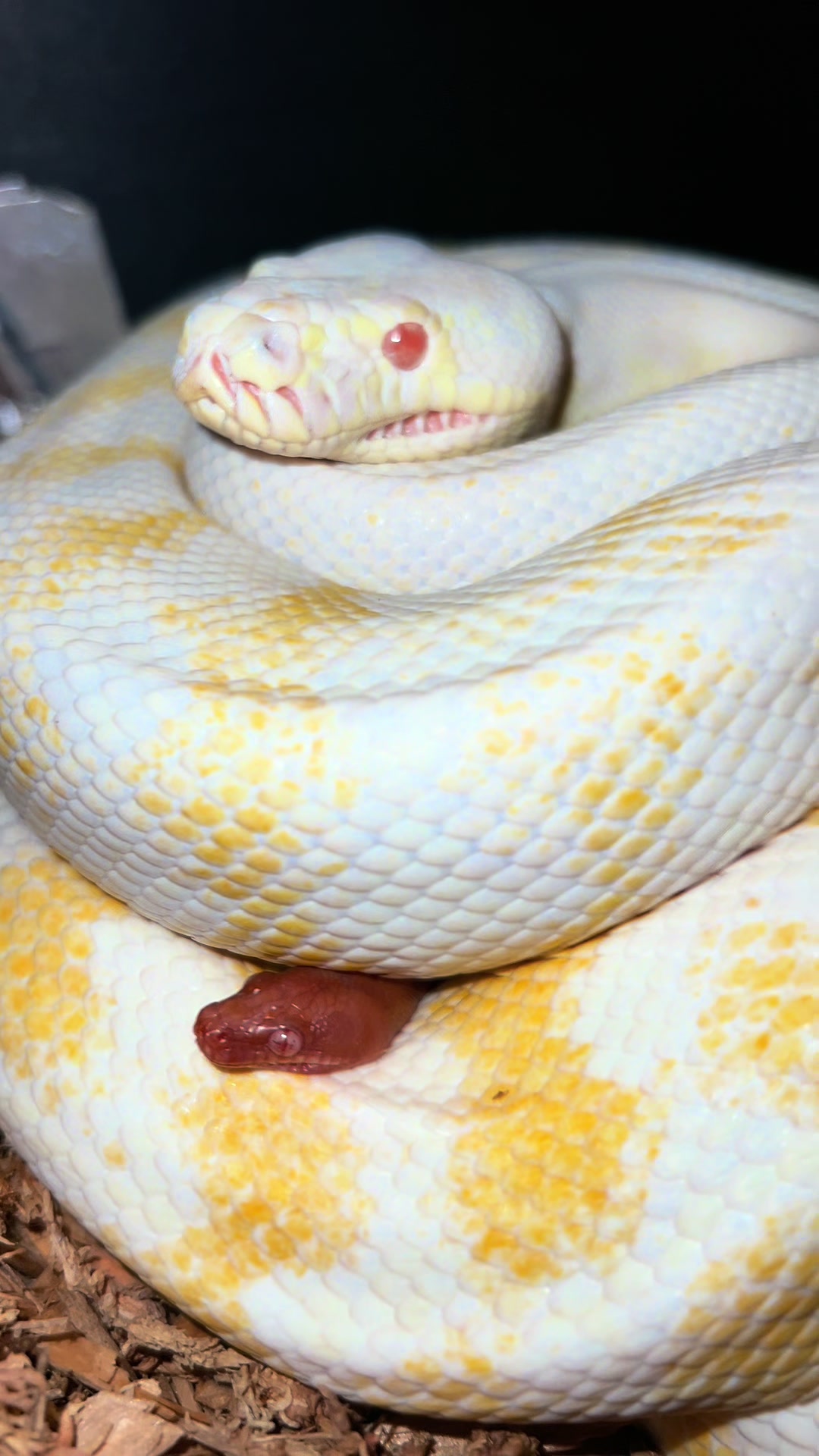 @rileys_reptiles
