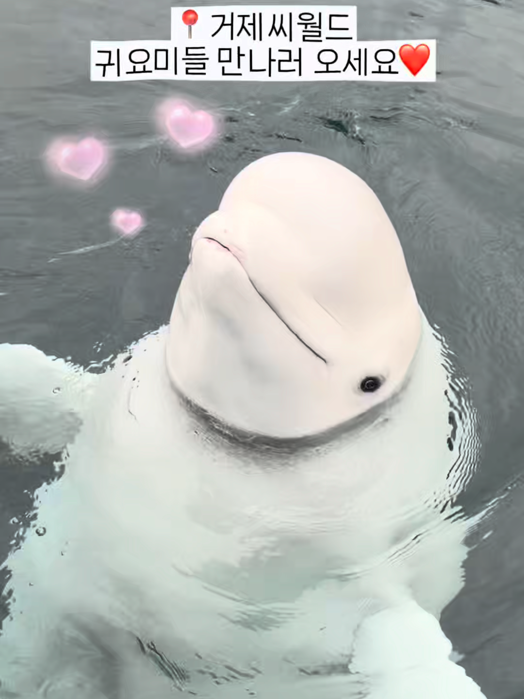 @DolphinTok