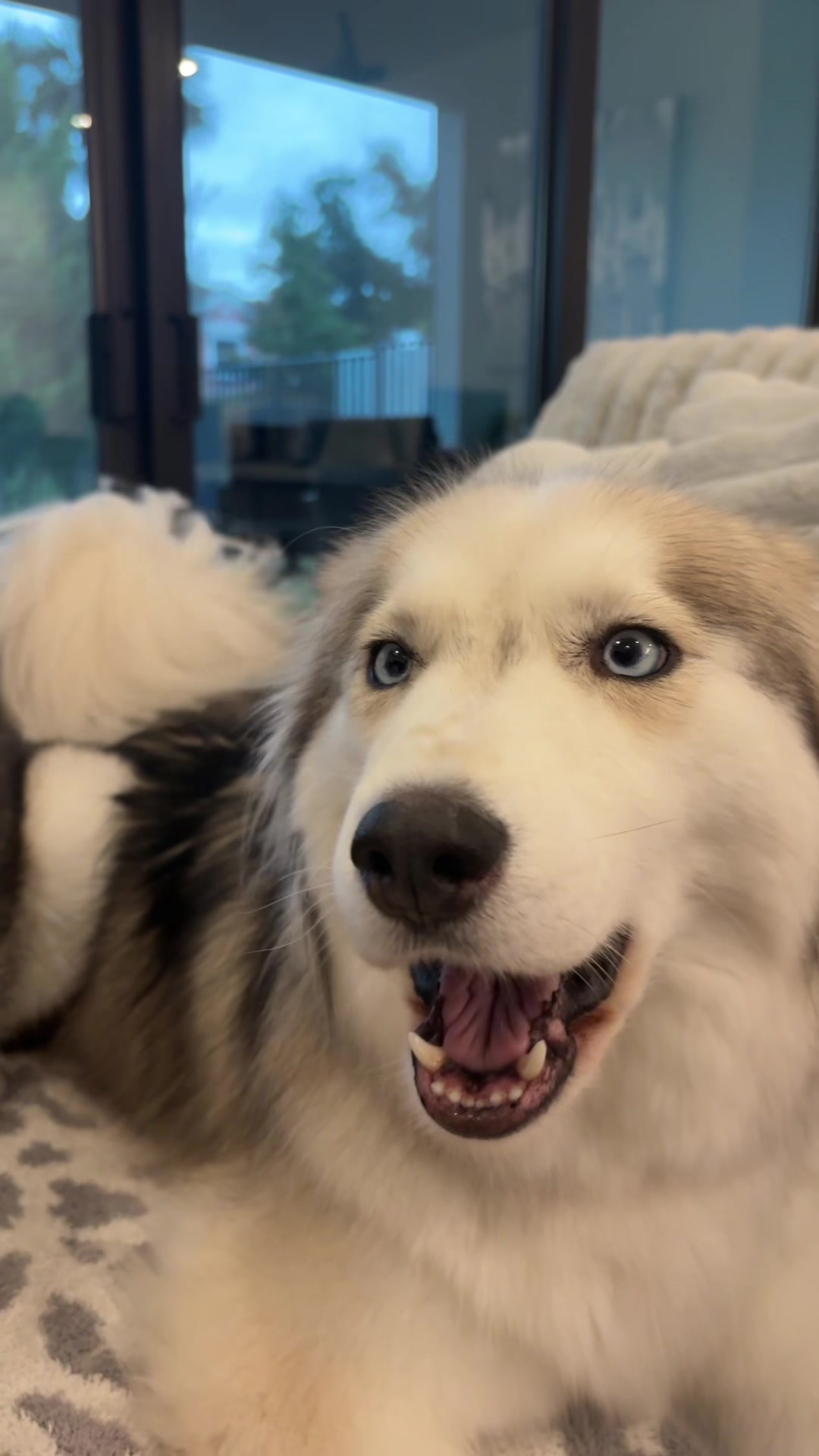@lifewith2huskies