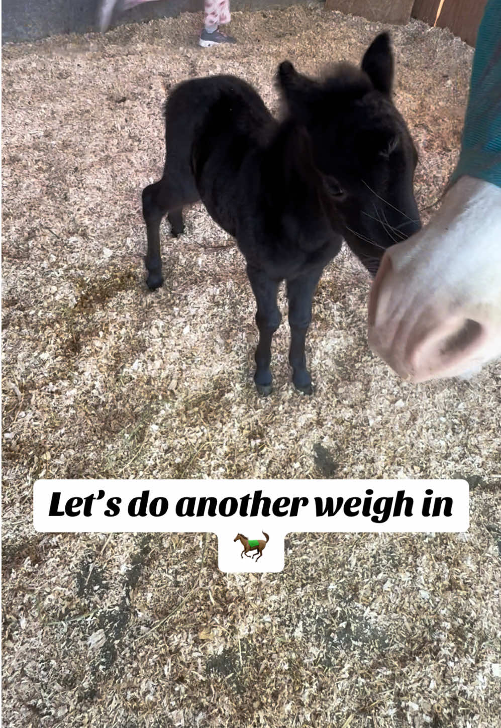 @Hot Sauce the Mini horse 🐎