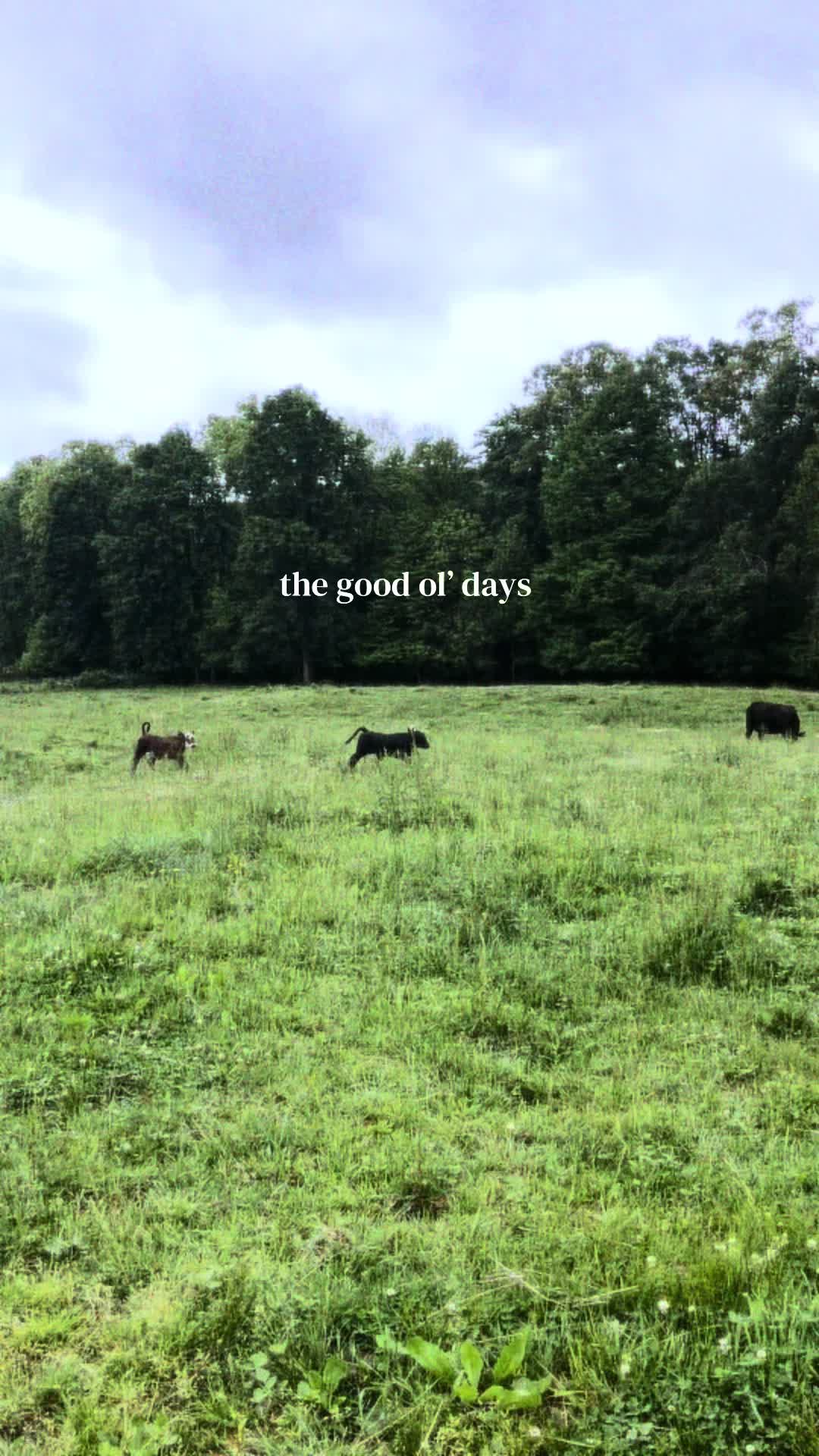 @Sami &bull; LDH Farmstead