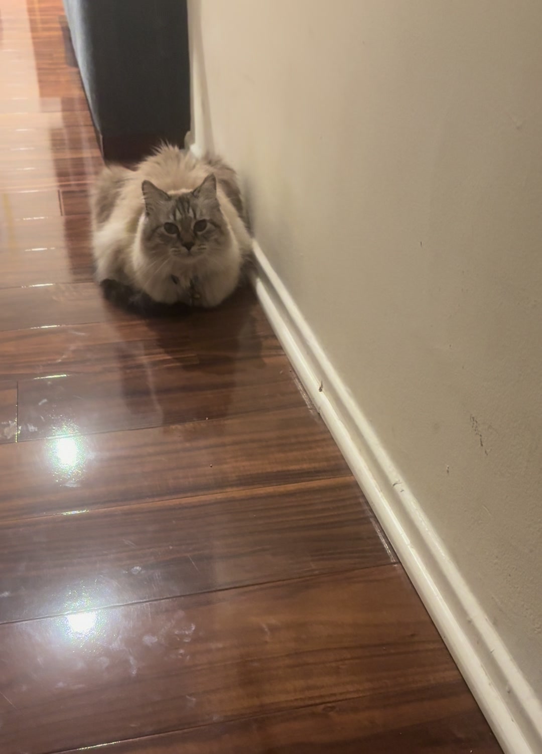 @Brock Meowsnar