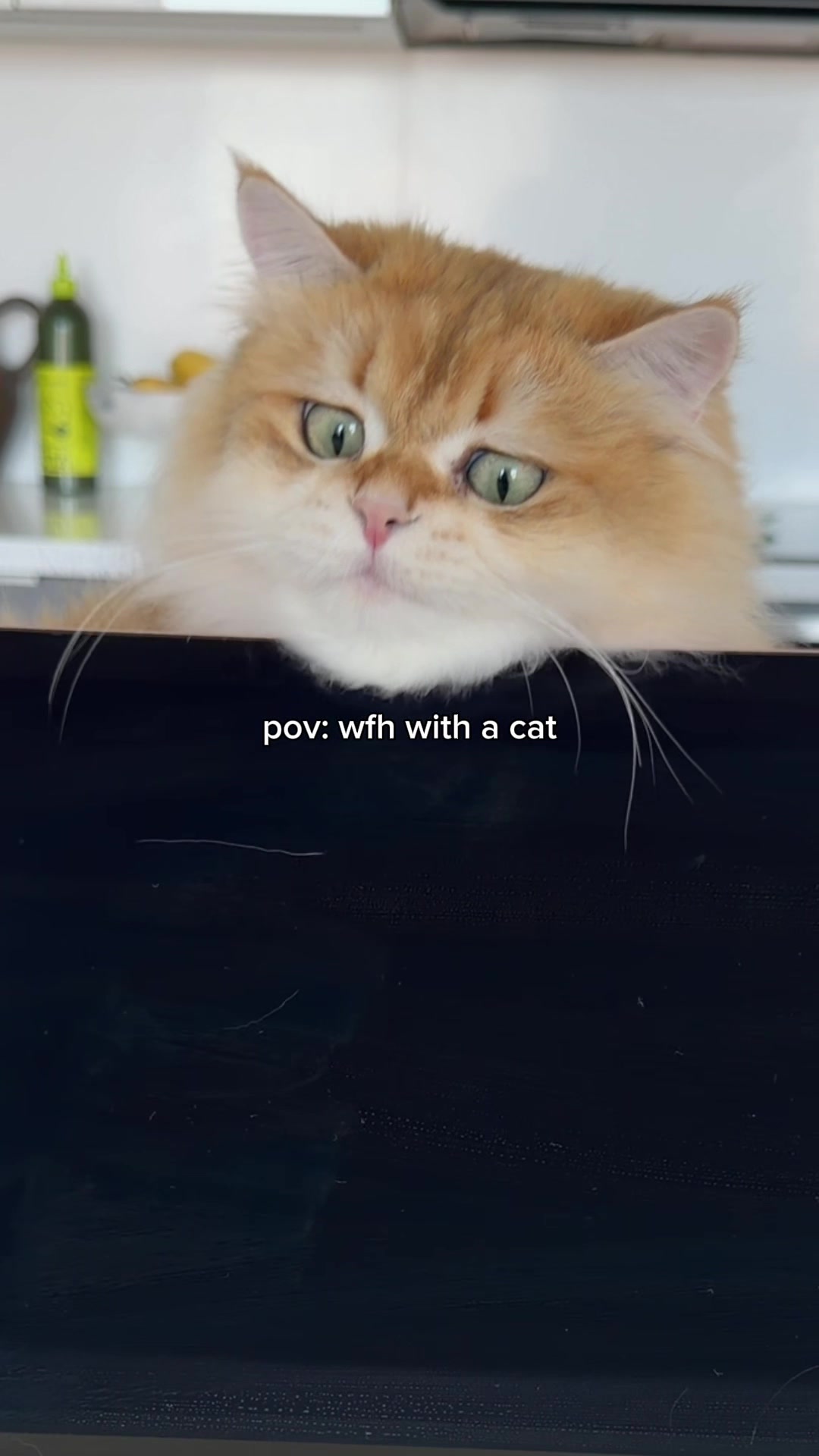 @Cleo the City Kitty