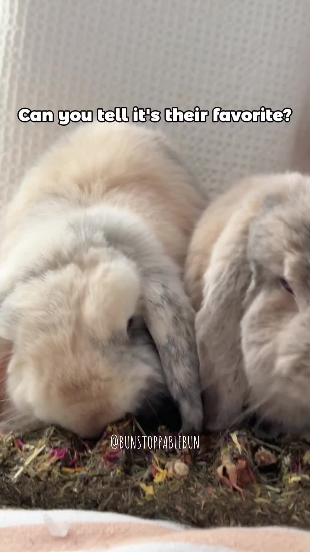 @BunBun, Mochi🌈, Chewy