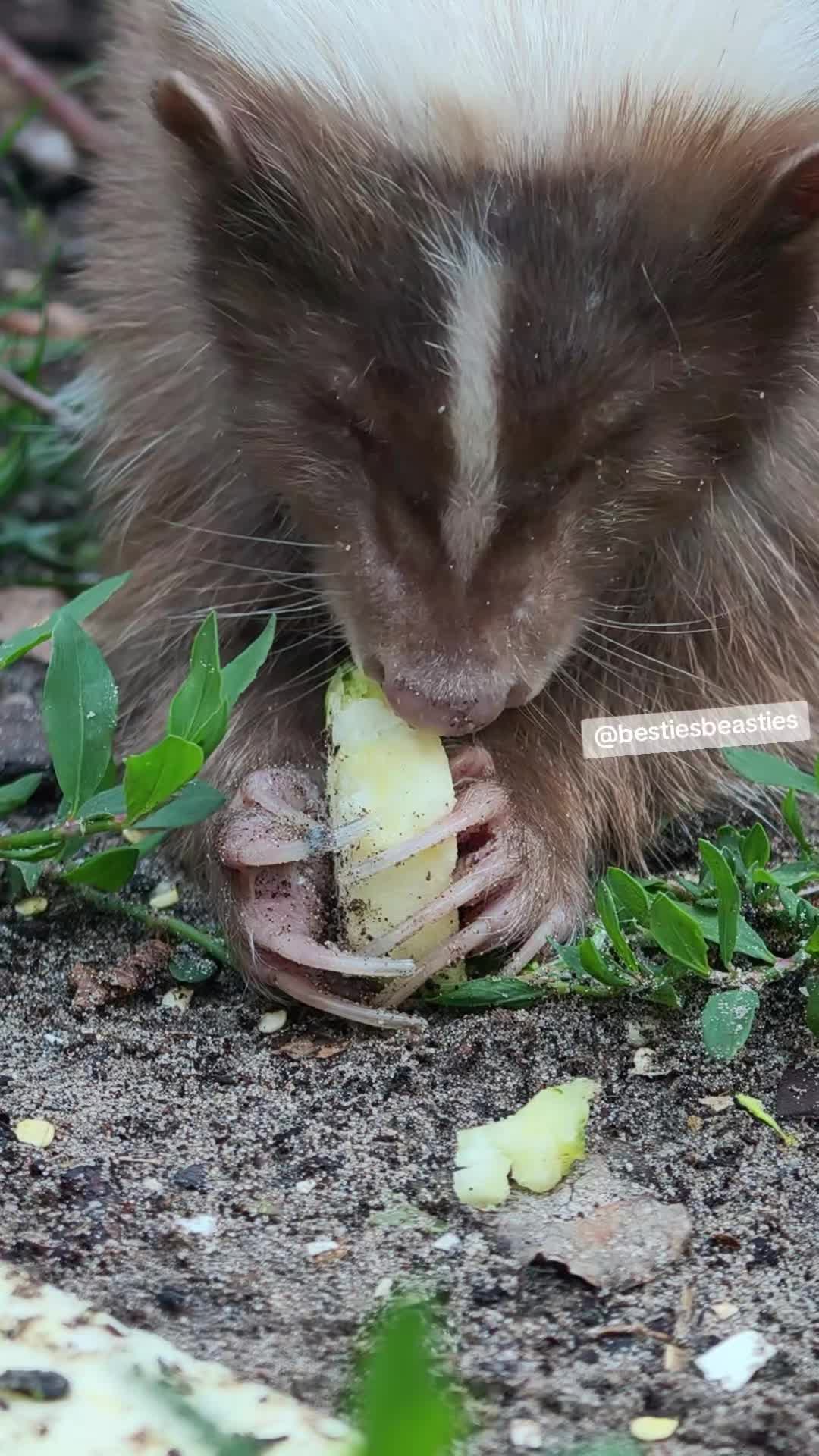 @Bestiesbeasties