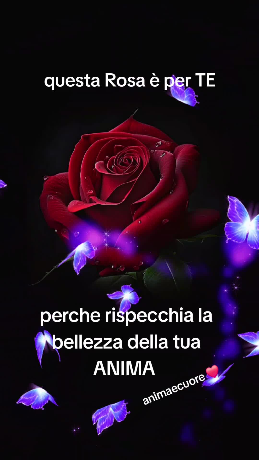 @animaecuore❤