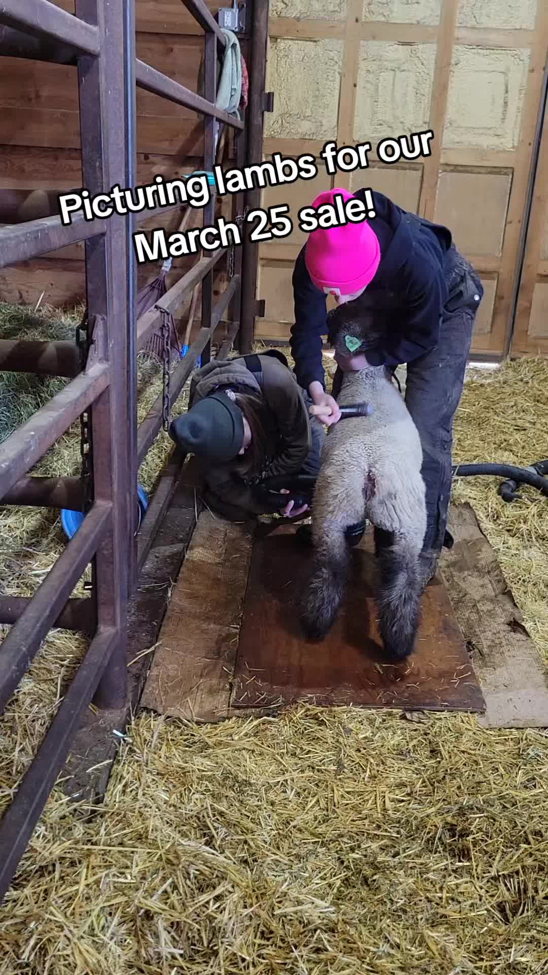 @Skinner Show Lambs