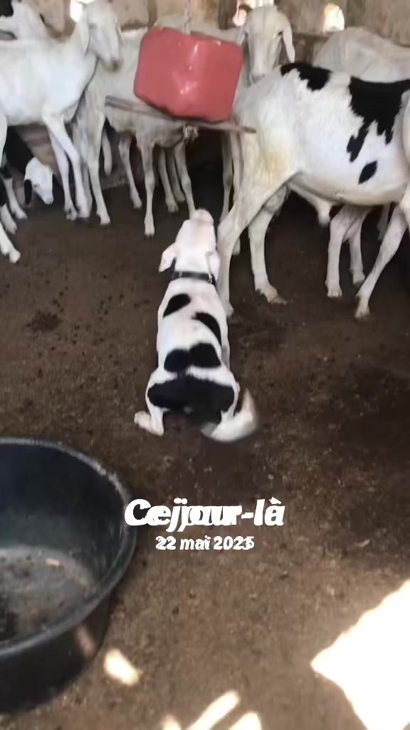 @Momoparleauxchiens🇸🇳🇩🇪