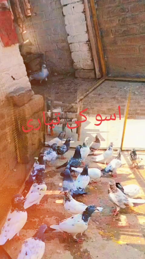 @absar Jani