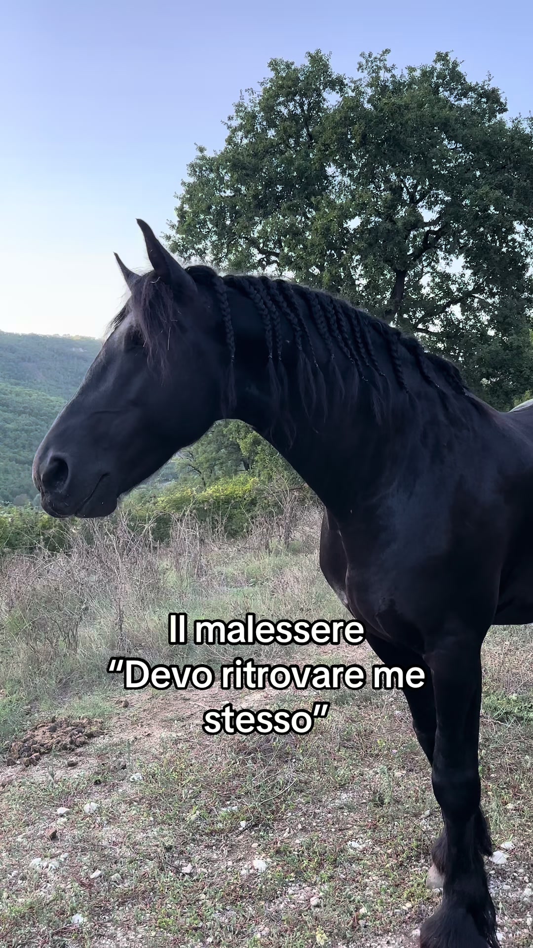 @black_the_friesian