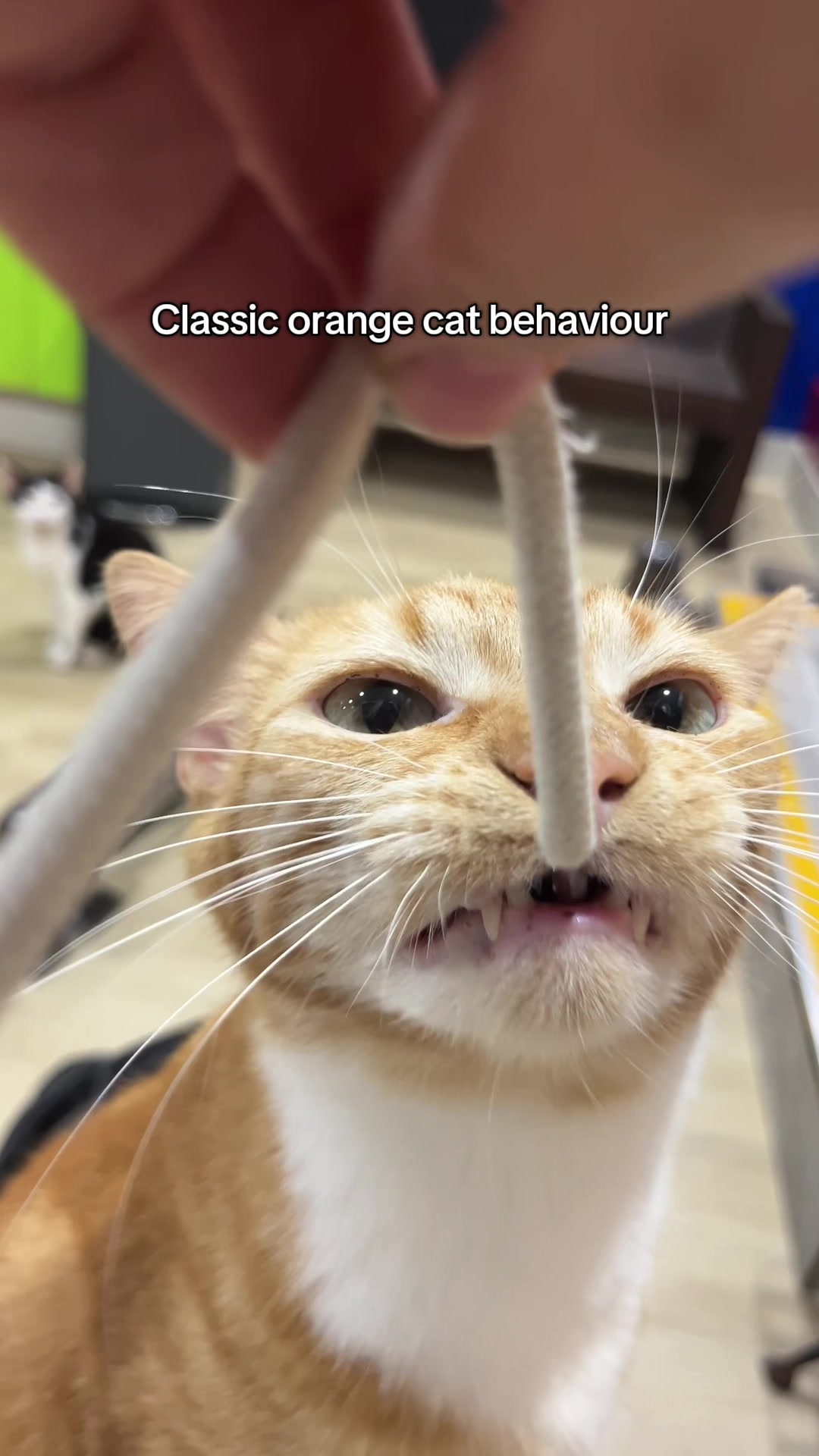 @crazycatcafe
