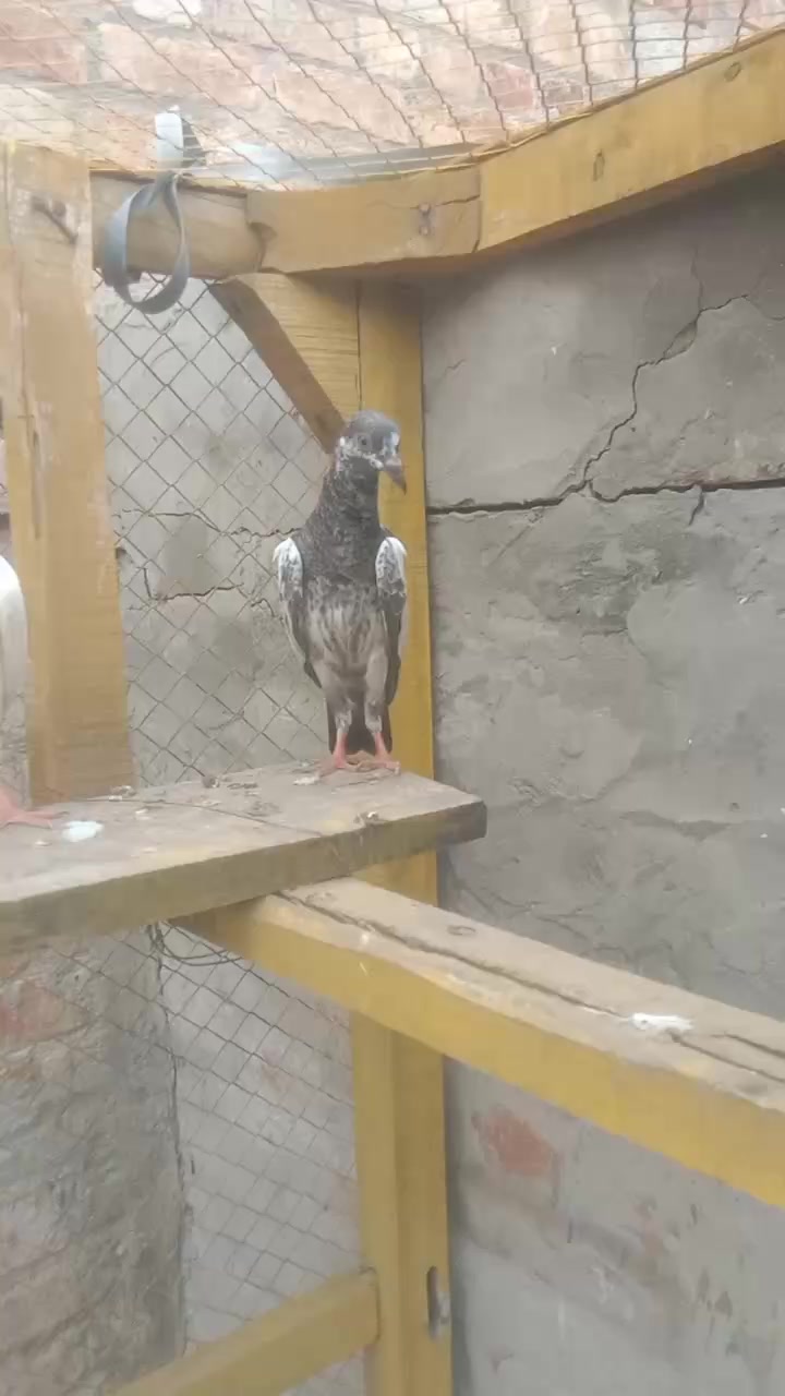 @Ali akbar Dogar