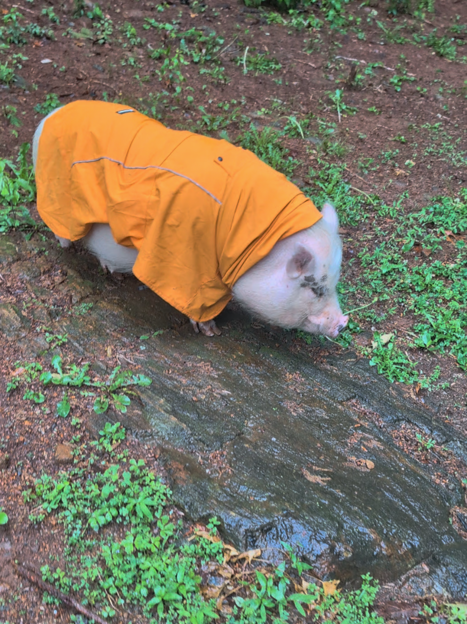 @OnePigHappyFamily